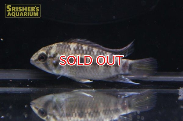 画像5: アピストグラマ ｓｐ.  ”リオカウラ” sv-50（ペア）n-03【２０１９年採集】【ベネズエラ】 (5)