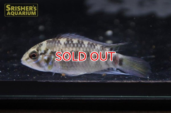 画像4: アピストグラマ ｓｐ.  ”リオカウラ” sv-50（ペア）n-03【２０１９年採集】【ベネズエラ】 (4)