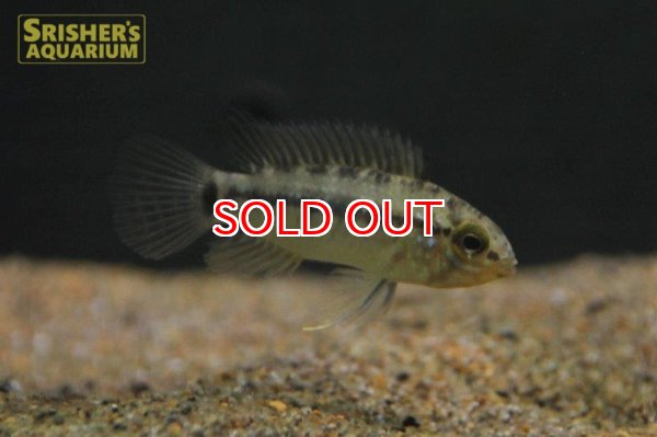 画像2: アピストグラマ　ピアウイエンシス　ワイルド (ペア) n-2 (2)