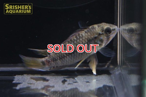 画像7: アピストグラマ ｓｐ.  ”リオカウラ” sv-50（ペア）n-05【２０１９年採集】【ベネズエラ】 (7)