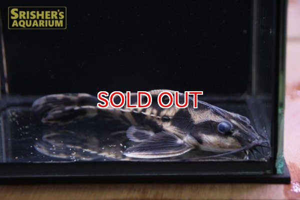 画像4: ホプロドラス　パラナイーバ（ブラジル産） (4)