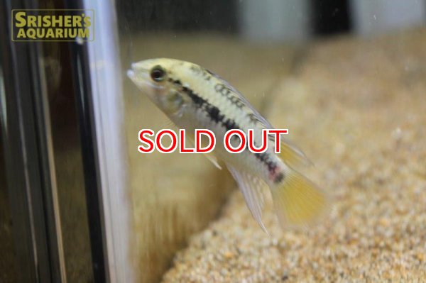 画像3: アピストグラマ ｓｐ.  ”リオカウラ” sv-50（ペア）n-05【２０１９年採集】【ベネズエラ】 (3)