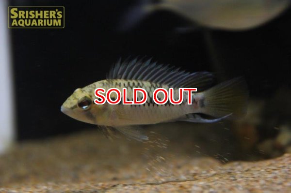 画像3: アピストグラマ ｓｐ.  ”リオカウラ” sv-50 n-2 （ペア）【２０１９年採集】【ベネズエラ】 (3)