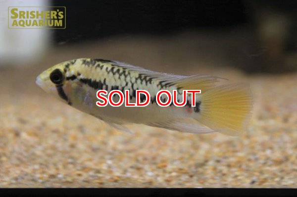 画像5: アピストグラマ ｓｐ.  ”リオカウラ” sv-50 n-2 （ペア）【２０１９年採集】【ベネズエラ】 (5)