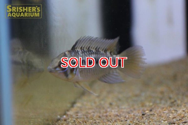 画像7: アピストグラマ ｓｐ.  ”リオカウラ” sv-50（ペア）n-06【２０１９年採集】【ベネズエラ】 (7)