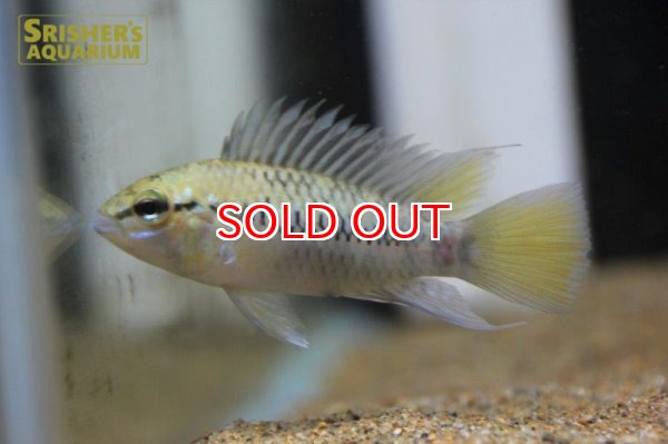 画像2: アピストグラマ ｓｐ.  ”リオカウラ” sv-50 n-2 （ペア）【２０１９年採集】【ベネズエラ】 (2)