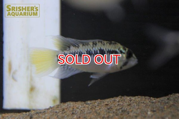 画像7: アピストグラマ ｓｐ.  ”リオカウラ” sv-50 n-2 （ペア）【２０１９年採集】【ベネズエラ】 (7)