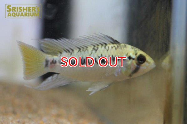 画像6: アピストグラマ ｓｐ.  ”リオカウラ” sv-50 n-2 （ペア）【２０１９年採集】【ベネズエラ】 (6)