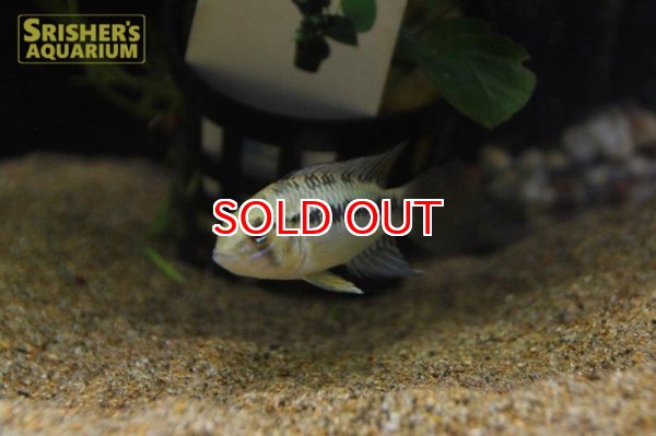 画像2: アピストグラマ ｓｐ.  ”リオカウラ” sv-50（ペア）n-05【２０１９年採集】【ベネズエラ】 (2)