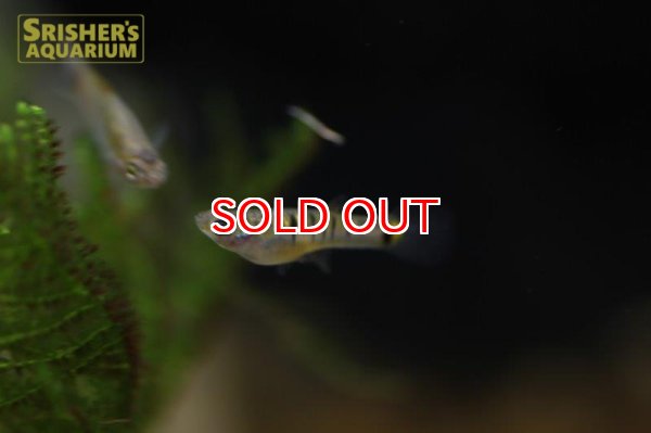 画像4: ミクロポエキリア　ブランネリー　トカンチンス　ブリード（ペア） (4)