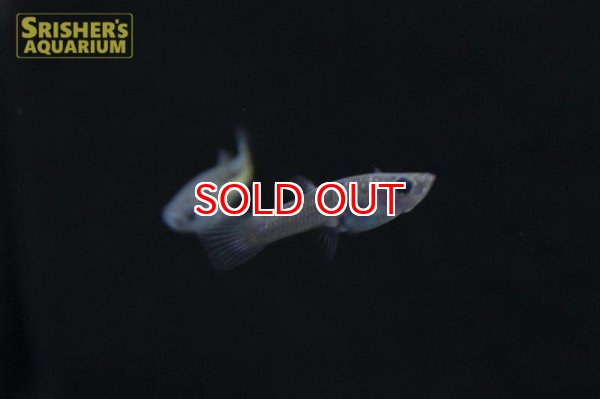 画像3: ミクロポエキリア　パラエ　メランゾーナ　イエロー（ペア） (3)