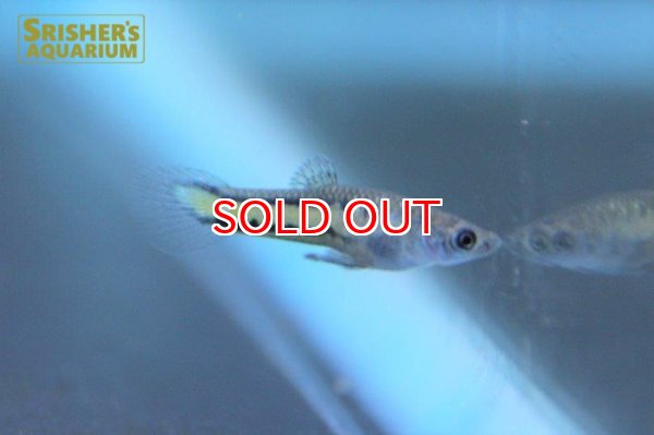 画像4: ミクロポエキリア　パラエ　メランゾーナ　イエロー（ペア） (4)