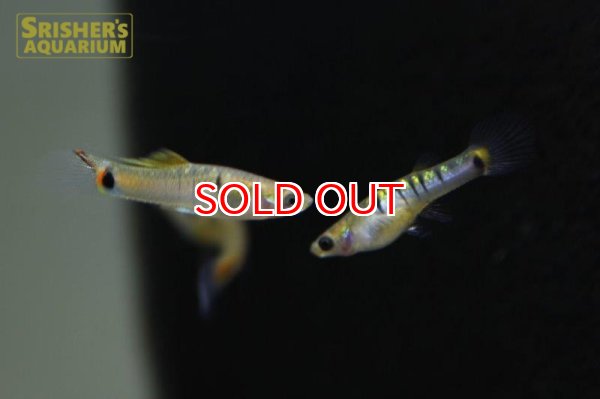 画像5: ミクロポエキリア　ブランネリー　トカンチンス　ブリード（ペア） (5)