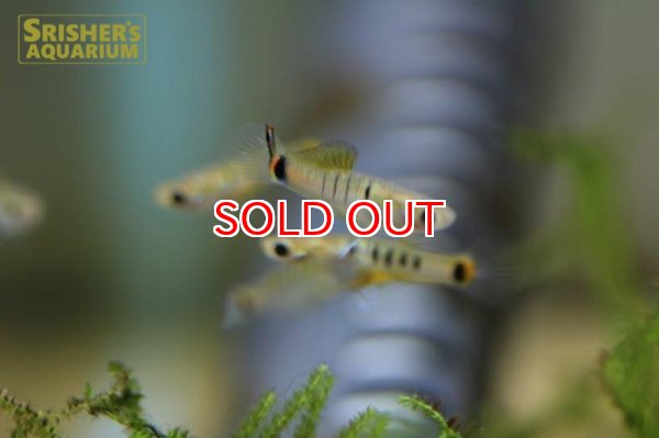 画像6: ミクロポエキリア　ブランネリー　トカンチンス　ブリード（ペア） (6)