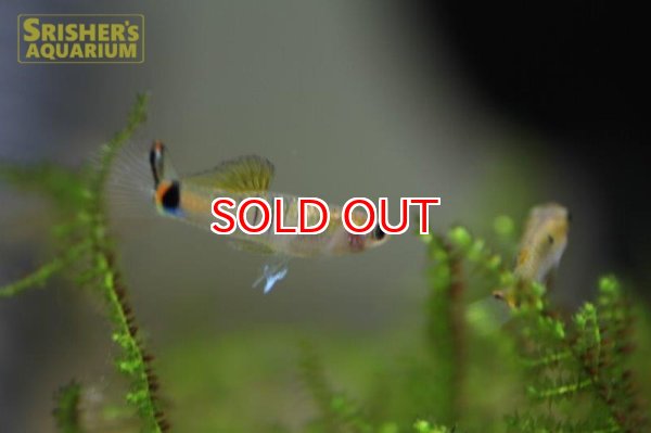 画像2: ミクロポエキリア　ブランネリー　トカンチンス　ブリード（ペア） (2)