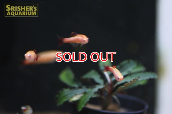 画像3: スカーレットゴールデンアカヒレ (3)