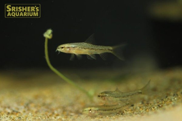 画像2: レッドテールスイミングローチ (2)