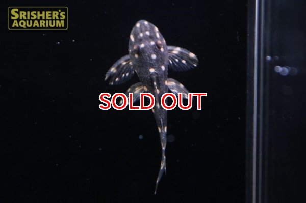 画像2: マスタードファントムプレコ (2)