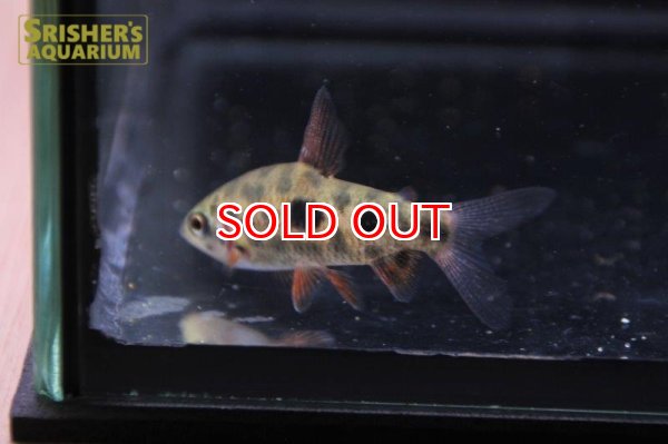 画像2: レポリヌス　ナイスニー (2)