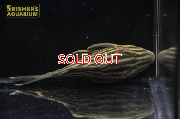 画像3: ゴールデンロイヤルプレコ アラグアイア (3)