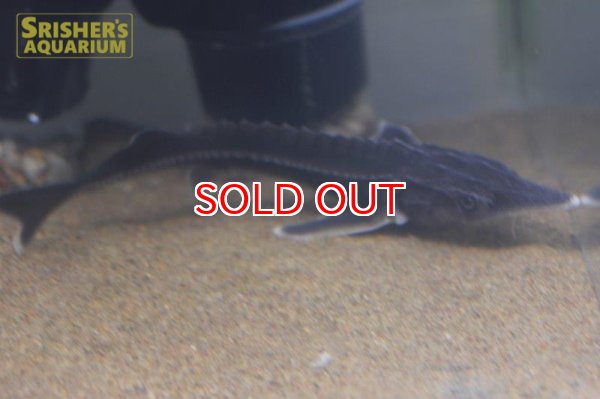 画像3: アムールチョウザメ Ｘ ベステルチョウザメ（ベスタム） (3)