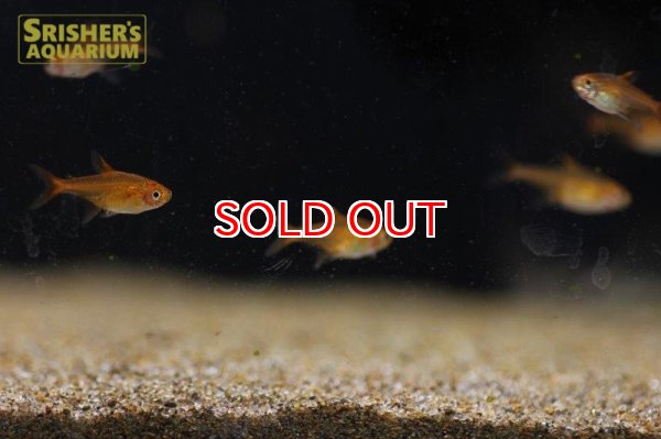 画像2: ファイヤーテトラ　ワイルド (2)