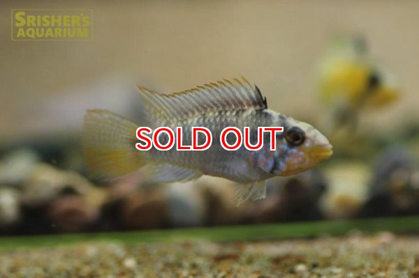 画像4: アピストグラマ　バルロウィ RIO AMPIYACU（ペア） (4)