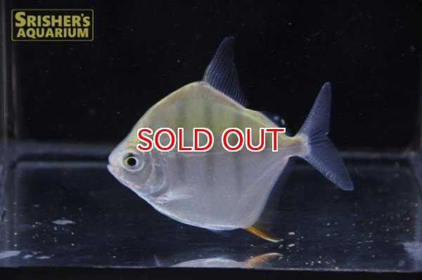 画像2: タイガーメチニス　ワイルド　グァマ川 (2)