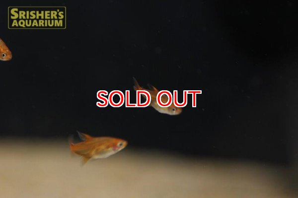 画像4: ファイヤーテトラ　ワイルド (4)