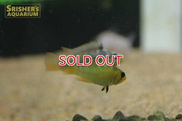 画像5: アピストグラマ　バルロウィ RIO AMPIYACU（ペア） (5)