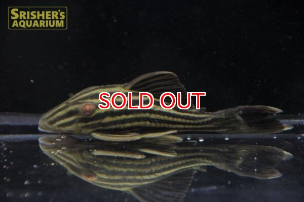 画像2: ゴールデンロイヤルプレコ アラグアイア (2)