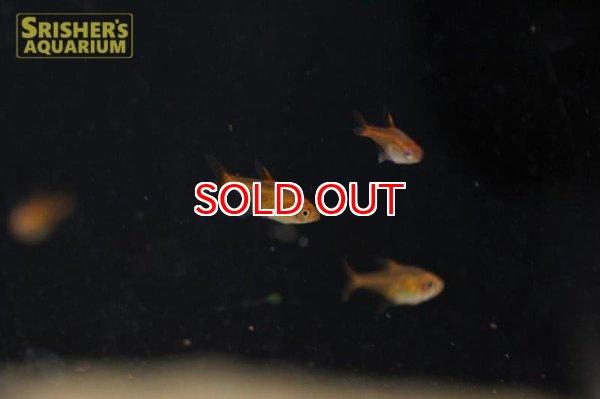 画像3: ファイヤーテトラ　ワイルド (3)