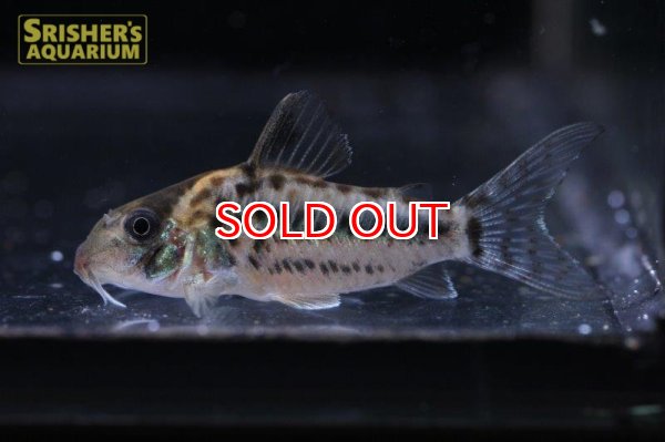 画像2: コリドラス　ブリットイ（ブリード）2017 WILD F1 n-01 (2)