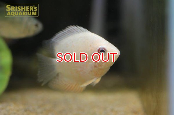 画像2: ゴールデンセベラム　 (2)