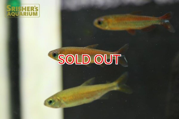 画像3: シャイニングブルーチェリーコンゴテトラ（ウルトラレインボー） (3)