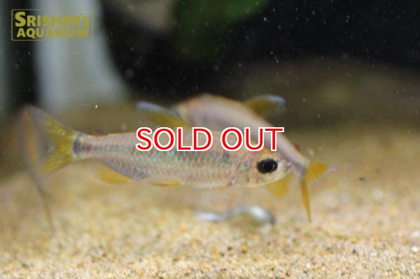 画像5: レインボーコンゴテトラ WILD ルケニ（ML-L） (ペア) (5)
