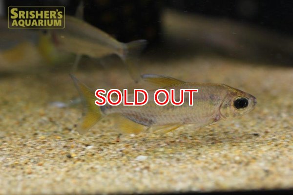 画像2: レインボーコンゴテトラ WILD ルケニ（ML-L） (ペア) (2)