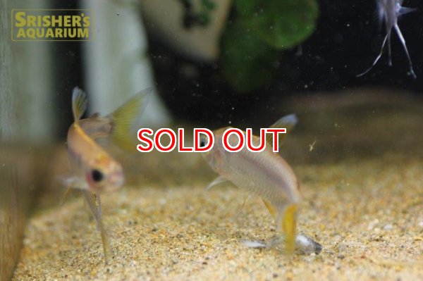 画像4: レインボーコンゴテトラ WILD ルケニ（ML-L） (ペア) (4)