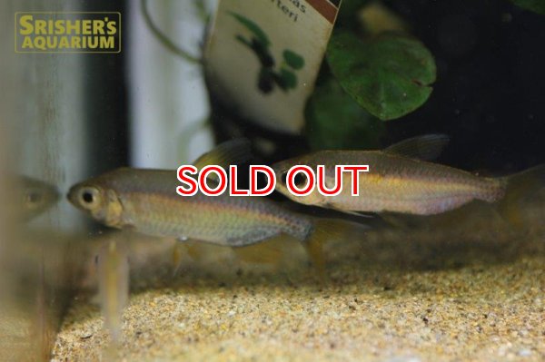 画像7: レインボーコンゴテトラ WILD ルケニ（ML-L） (ペア) (7)