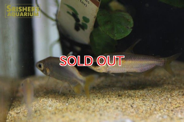 画像6: レインボーコンゴテトラ WILD ルケニ（ML-L） (ペア) (6)