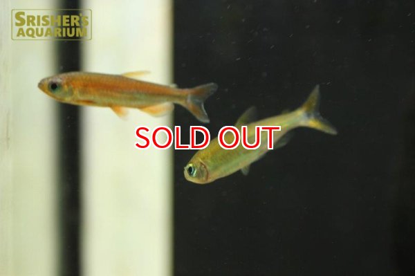 画像4: シャイニングブルーチェリーコンゴテトラ（ウルトラレインボー） (4)