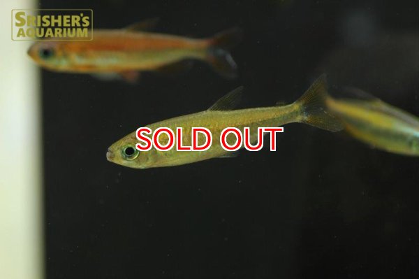 画像2: シャイニングブルーチェリーコンゴテトラ（ウルトラレインボー） (2)