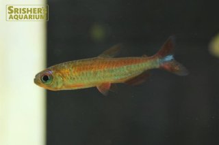 小型カラシンの仲間 Characin スリッシャーズ アクアリウム 熱帯魚通販 熱帯魚専門店