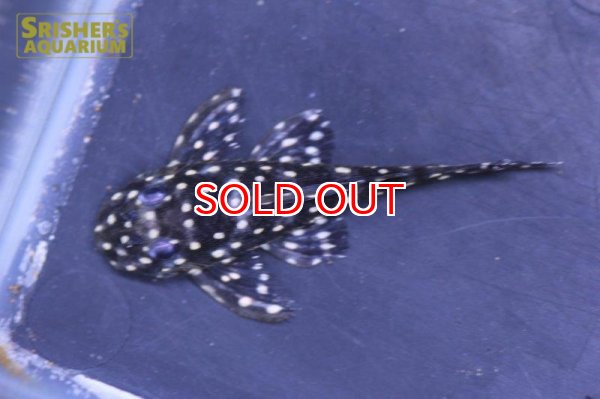 画像2: イエロースポットスタークラウンプレコ (2)