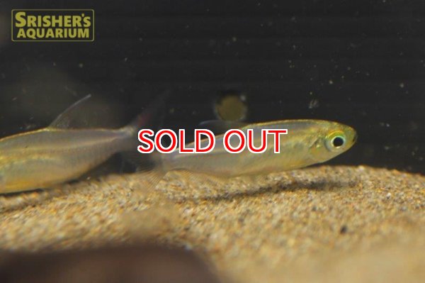 画像4: フェナコグラムス　SP. MOKOBILE　 (4)