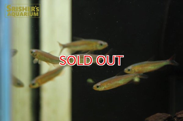 画像5: シャイニングブルーチェリーコンゴテトラ（ウルトラレインボー） (5)