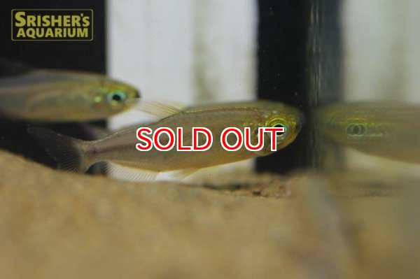 画像2: フェナコグラムス　SP. MOKOBILE　 (2)