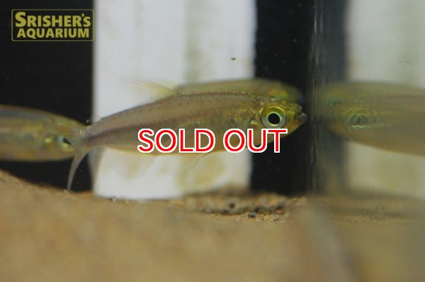 画像3: フェナコグラムス　SP. MOKOBILE　 (3)