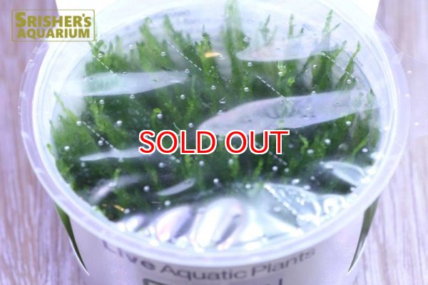 画像2: 水草 スパイキーモス 1-2-G (2)