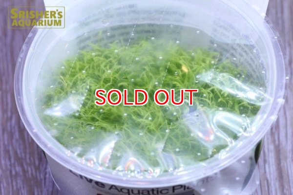 画像2: 水草 ウォーターローン 1-2-G（カップ） (2)